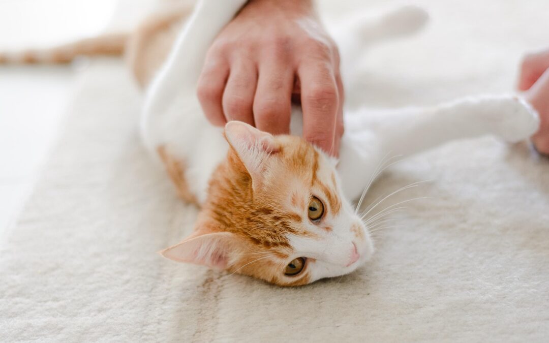 5 signes que votre animal pourrait être malade
