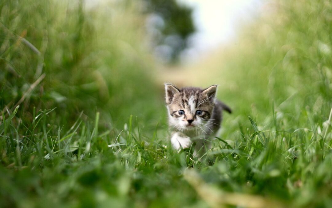 Adopter un chiot ou un chaton : ce qu’il faut savoir